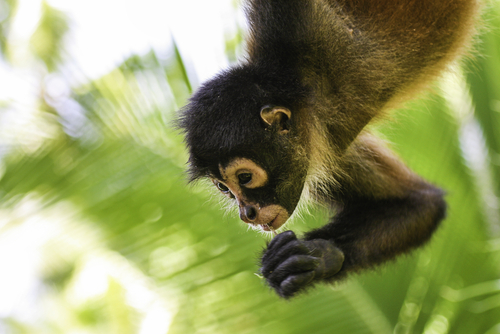 spider monkey colombia